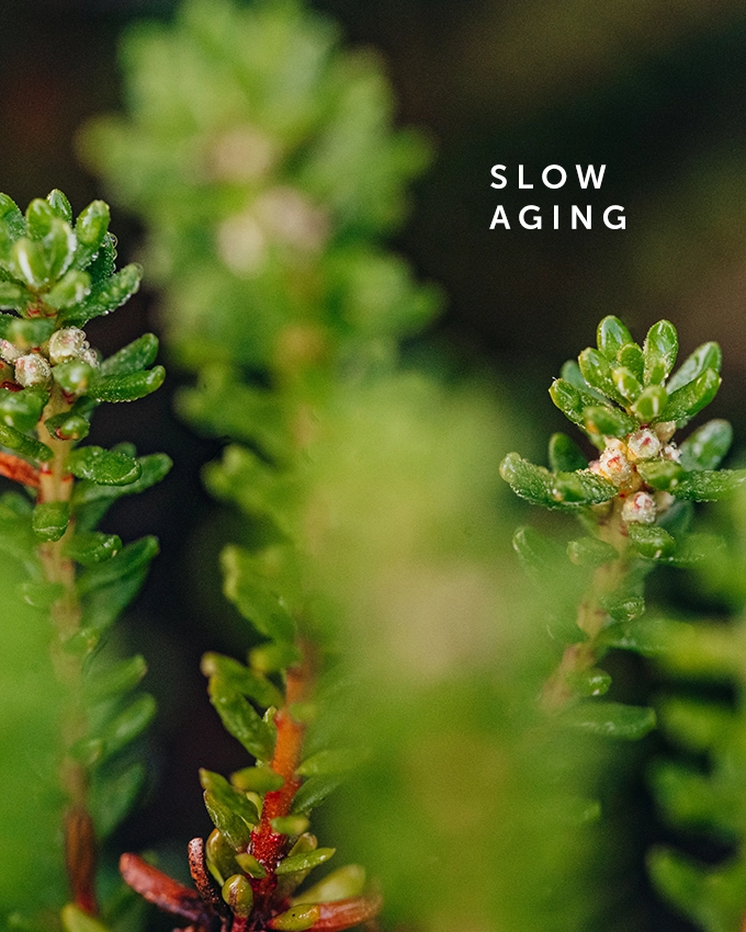 Slow Aging