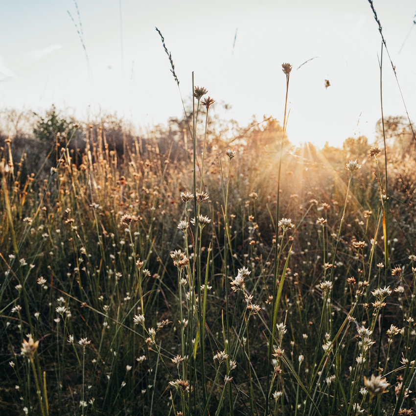 Pflanzenhalme und Sonnenstrahlen