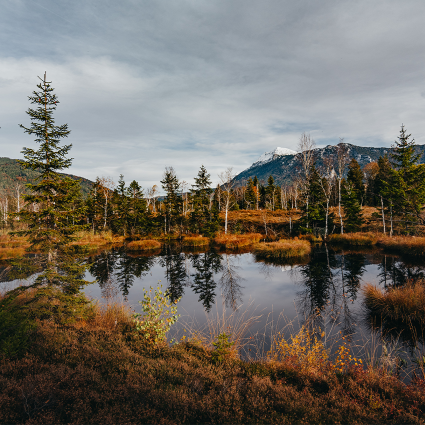 Waldsee am Moorgebiet