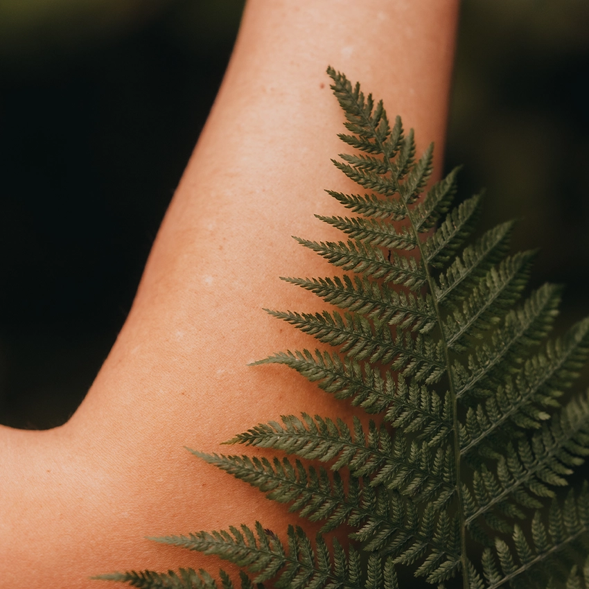 Moor plant on the forearm