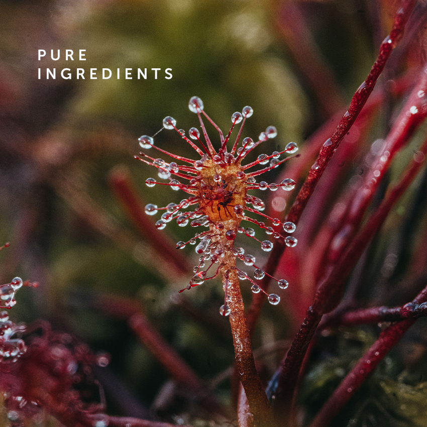Close-up of red drop moss with dewdrops