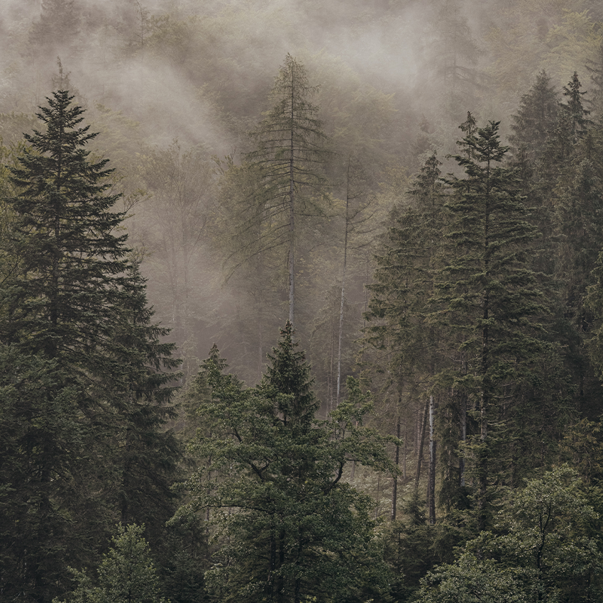 Waldstück mit etwas Nebel